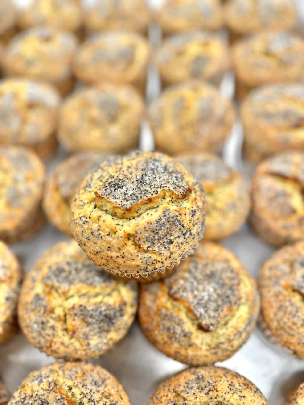 Muffin - Pumpkin Chocolate Chip